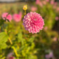 Dahlia 'Lavender Lady'