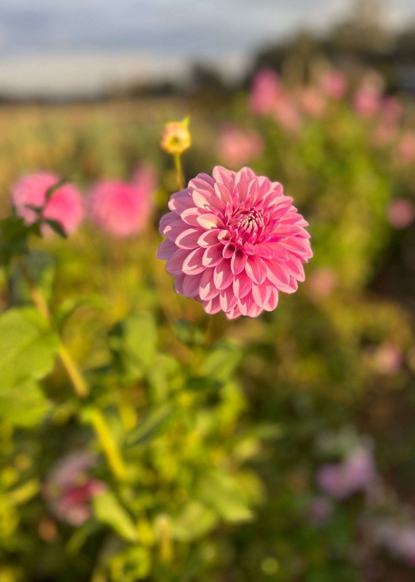 Dahlia 'Lavender Lady'