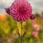 Dahlia 'Devon Sequel'