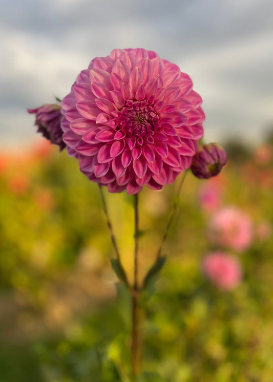 Dahlia 'Devon Sequel'