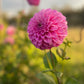 Dahlia 'Devon Sequel'