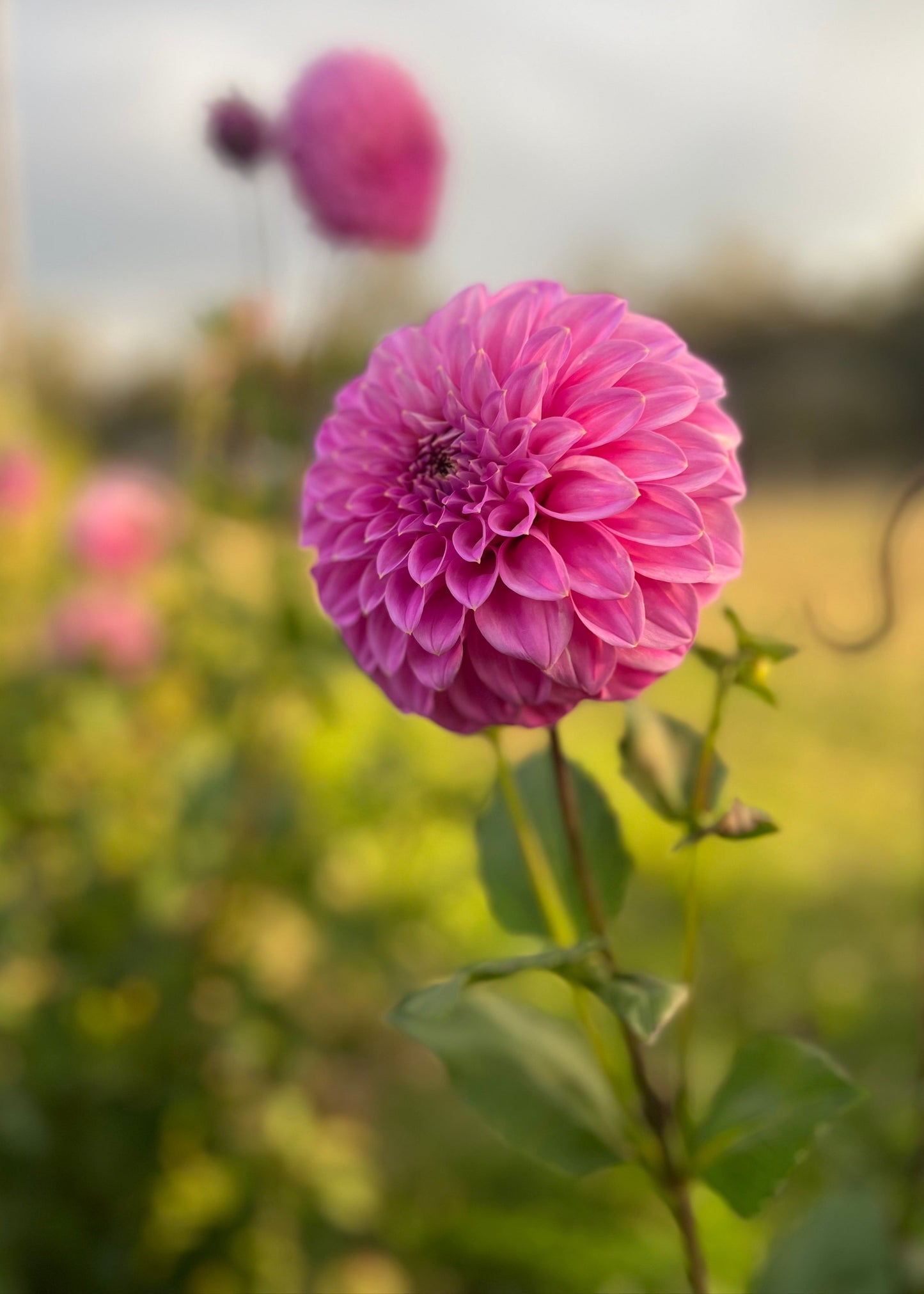 Dahlia 'Devon Sequel'