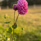 Dahlia 'Devon Sequel'