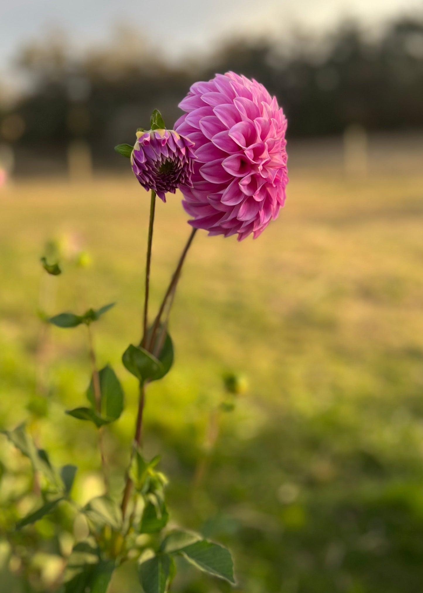 Dahlia 'Devon Sequel'