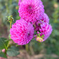 Dahlia 'Devon Sequel'