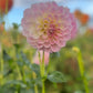 Dahlia 'Coconut Ice'