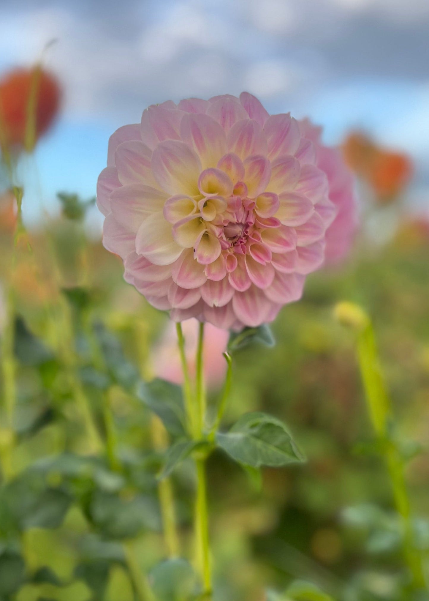 Dahlia 'Coconut Ice'
