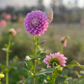 Dahlia 'Glenmarc Margaret'