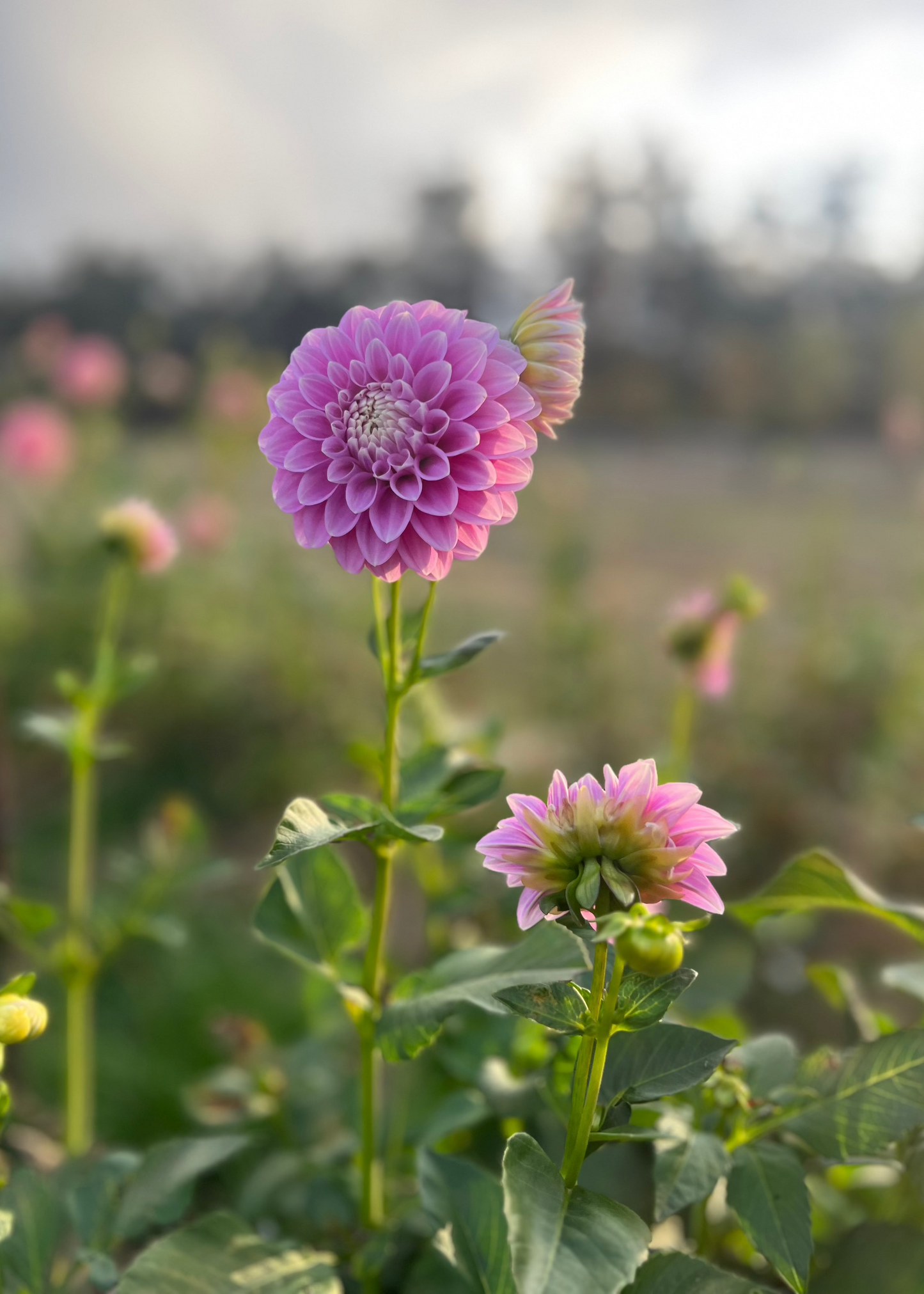 Dahlia 'Glenmarc Margaret'