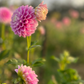Dahlia 'Glenmarc Margaret'