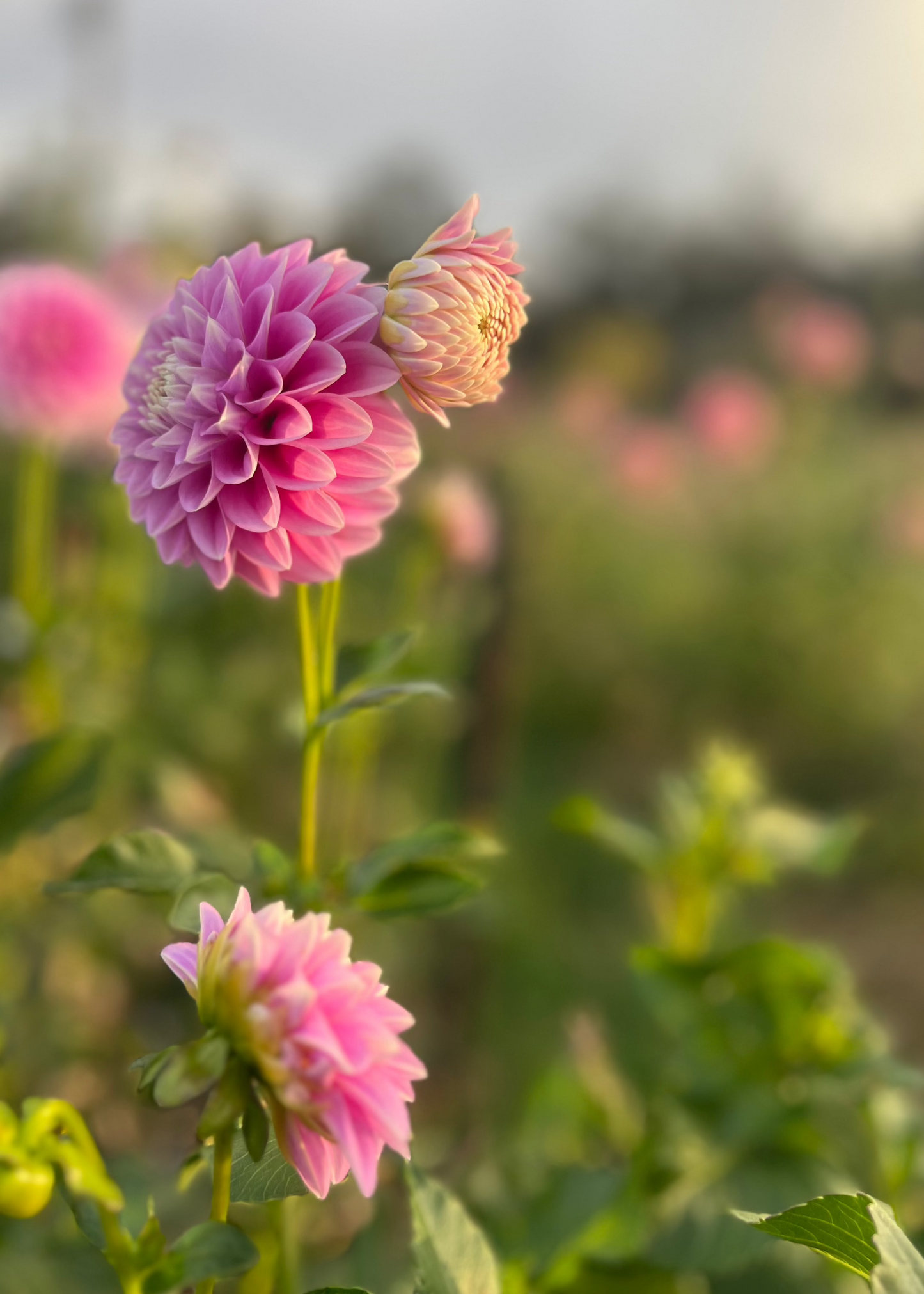 Dahlia 'Glenmarc Margaret'