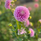 Dahlia 'Glenmarc Margaret'