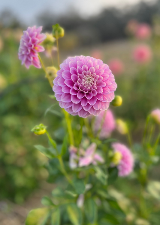 Dahlia 'Glenmarc Margaret'