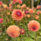 Dahlia' Breannon'