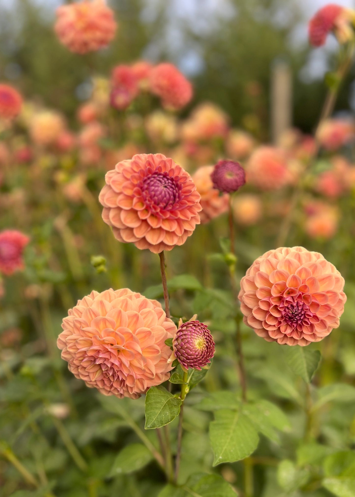 Dahlia' Breannon'