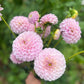 Dahlia 'Glenmarc Devine'