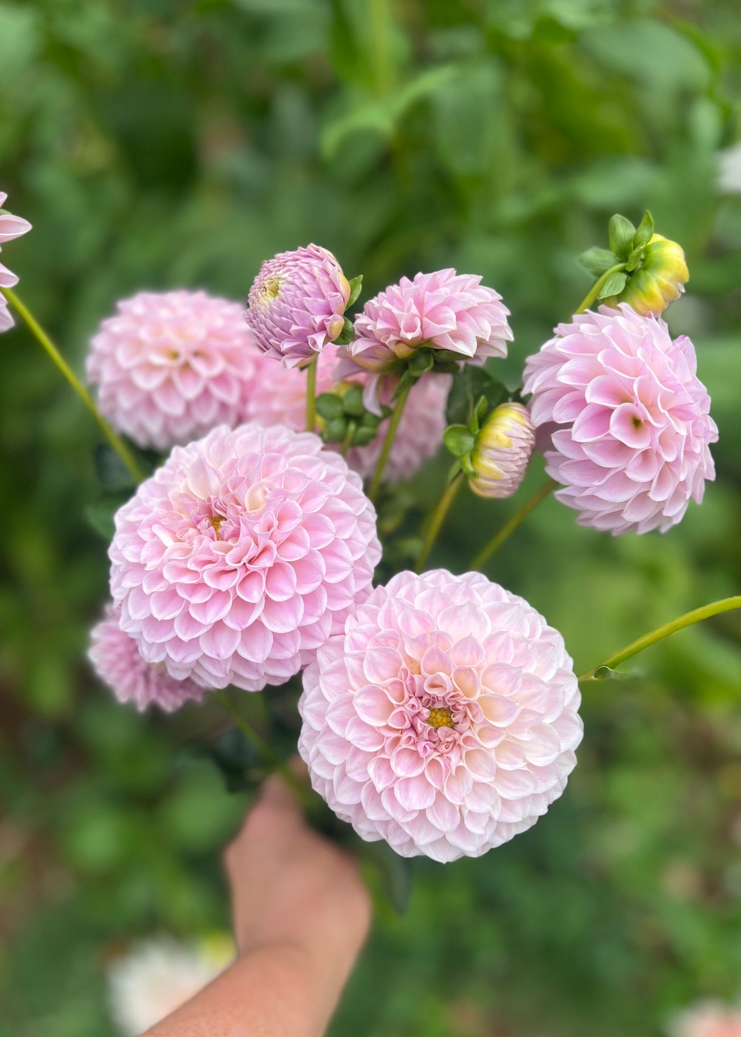 Dahlia 'Glenmarc Devine'