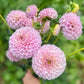 Farmgate Bunches ~ Miniature Decorative Dahlias