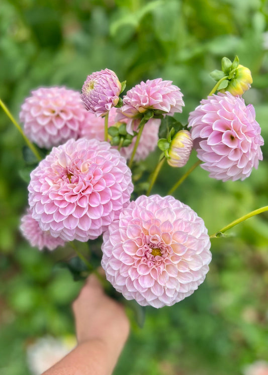 Farmgate Bunches ~ Miniature Decorative Dahlias