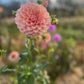 Dahlia 'Coorabell Jessie'