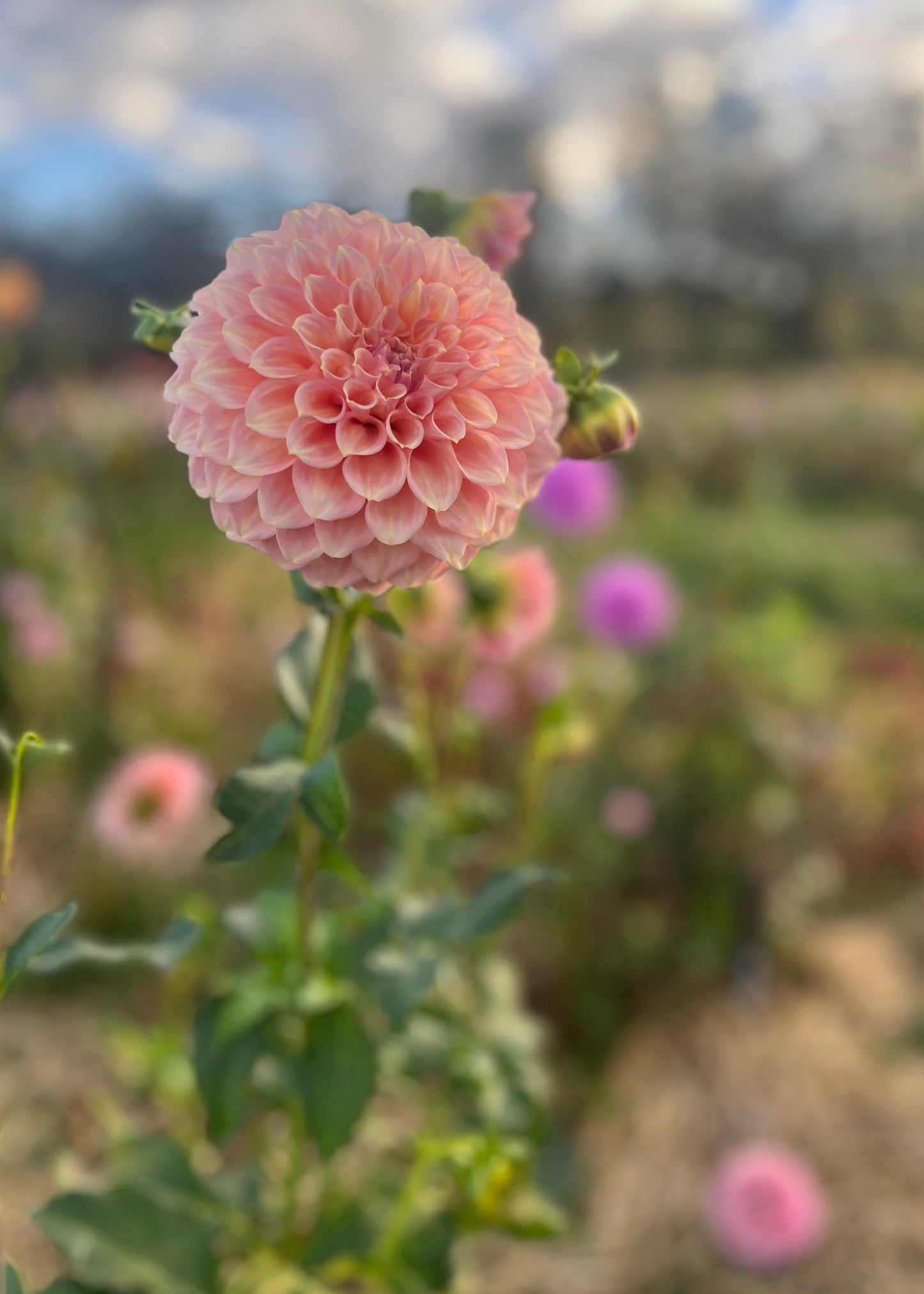 Dahlia 'Coorabell Jessie'