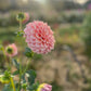 Dahlia 'Coorabell Jessie'