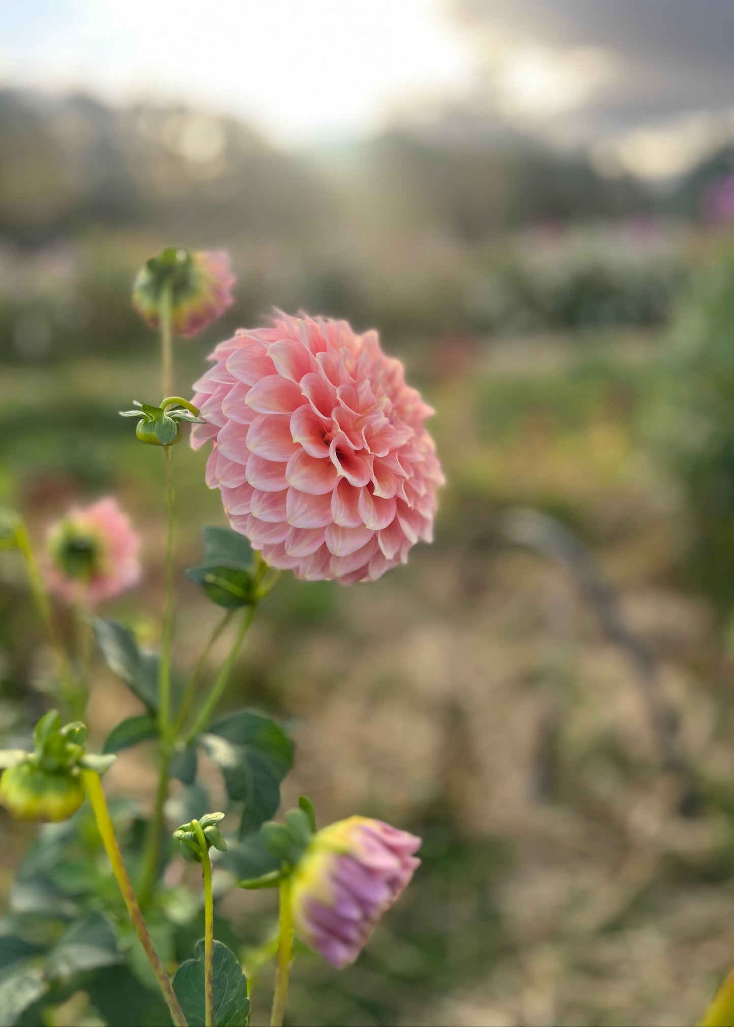 Dahlia 'Coorabell Jessie'
