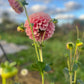 Dahlia 'Coorabell Jessie'