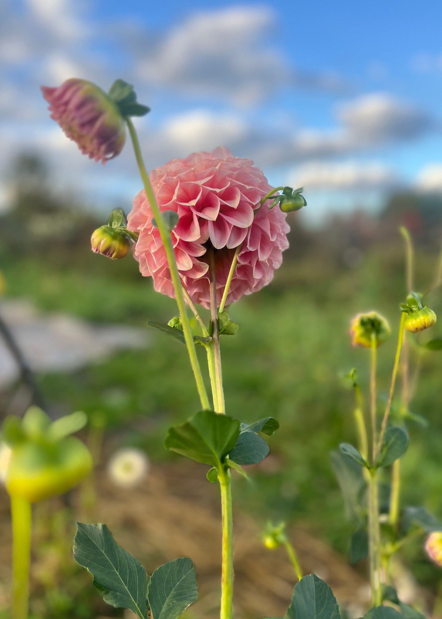Dahlia 'Coorabell Jessie'
