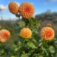 Dahlia 'Sunset'
