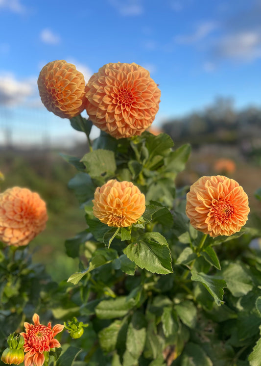 Dahlia 'Sunset'