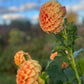 Dahlia 'Sunset'