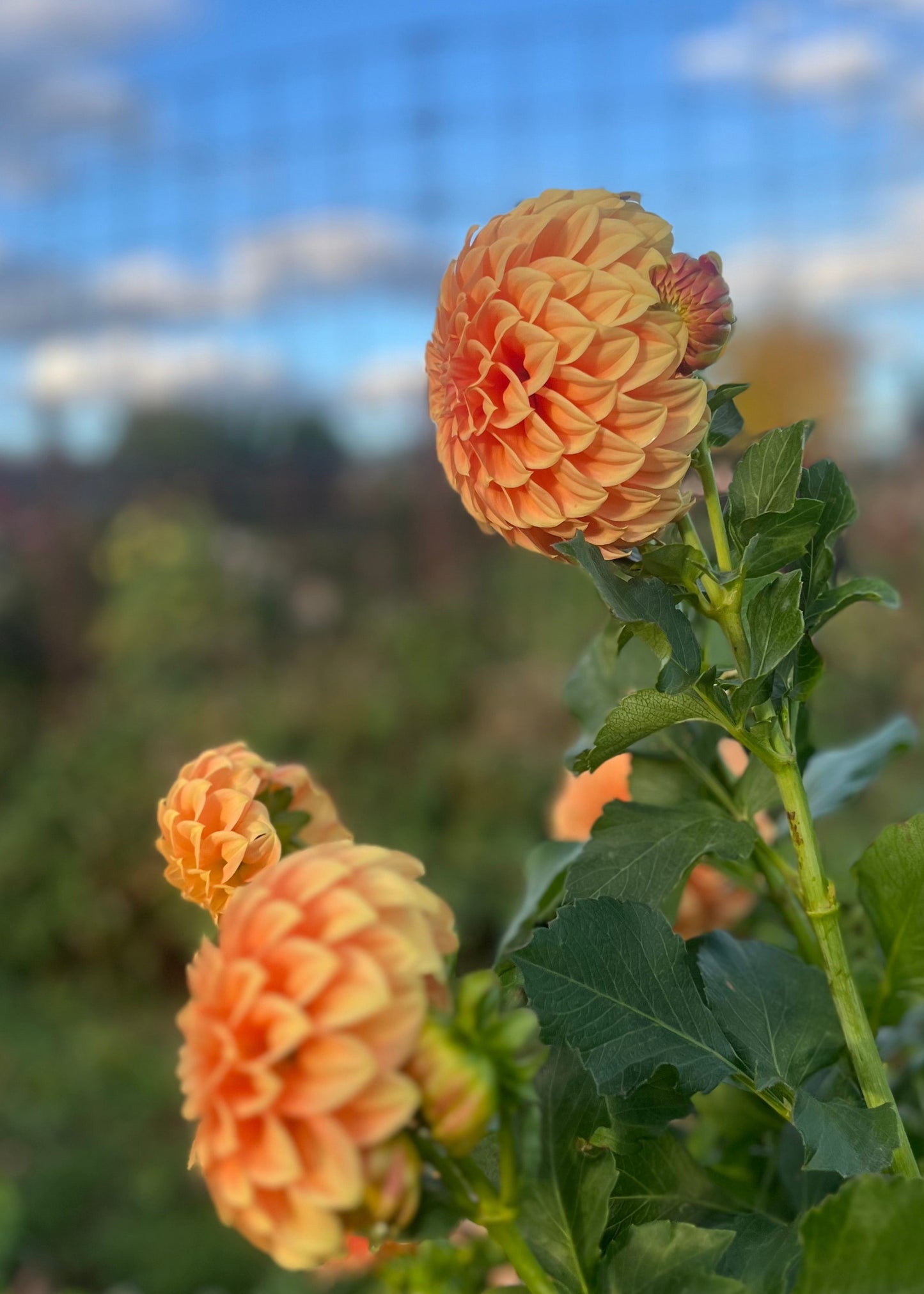Dahlia 'Sunset'