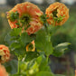 Dahlia 'Sunset'