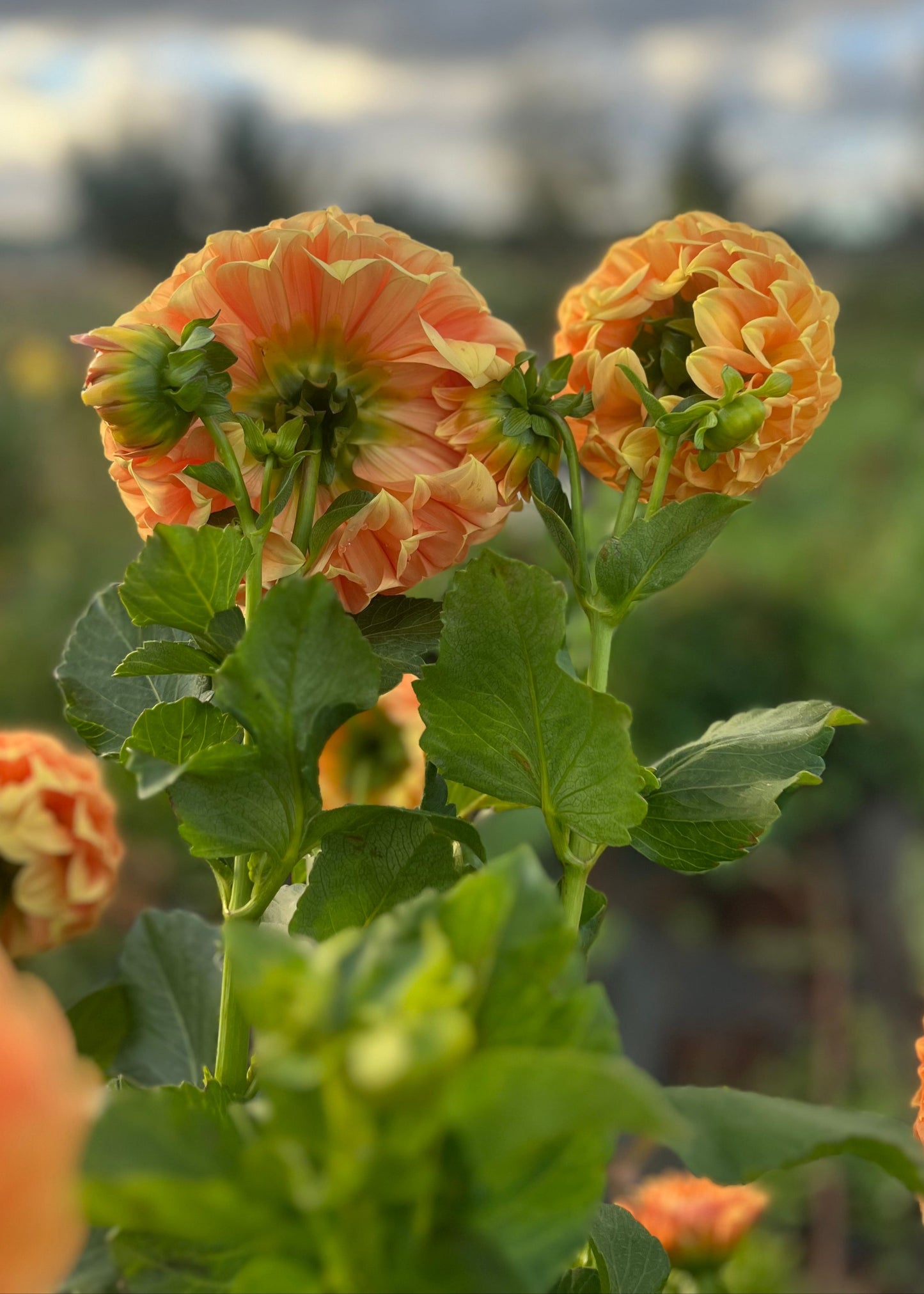 Dahlia 'Sunset'