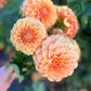 Dahlia 'Sunset'