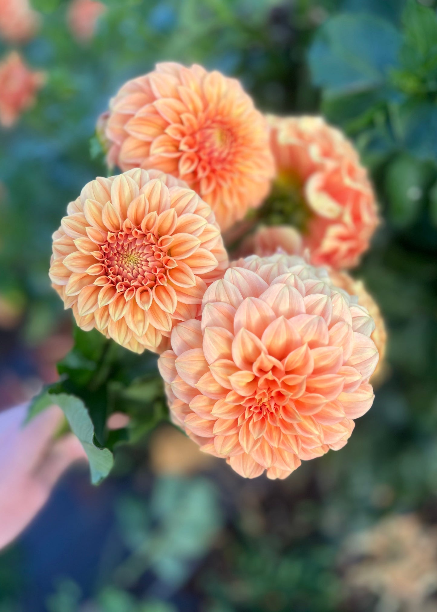 Dahlia 'Sunset'