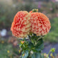 Dahlia 'Sunset'