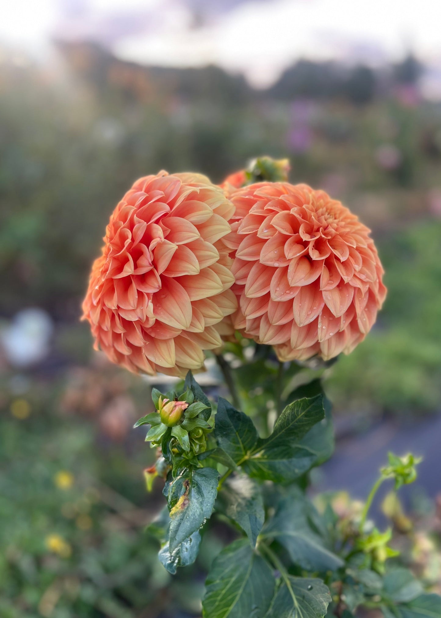 Dahlia 'Sunset'