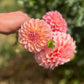 Dahlia 'Coorabell Jessie'