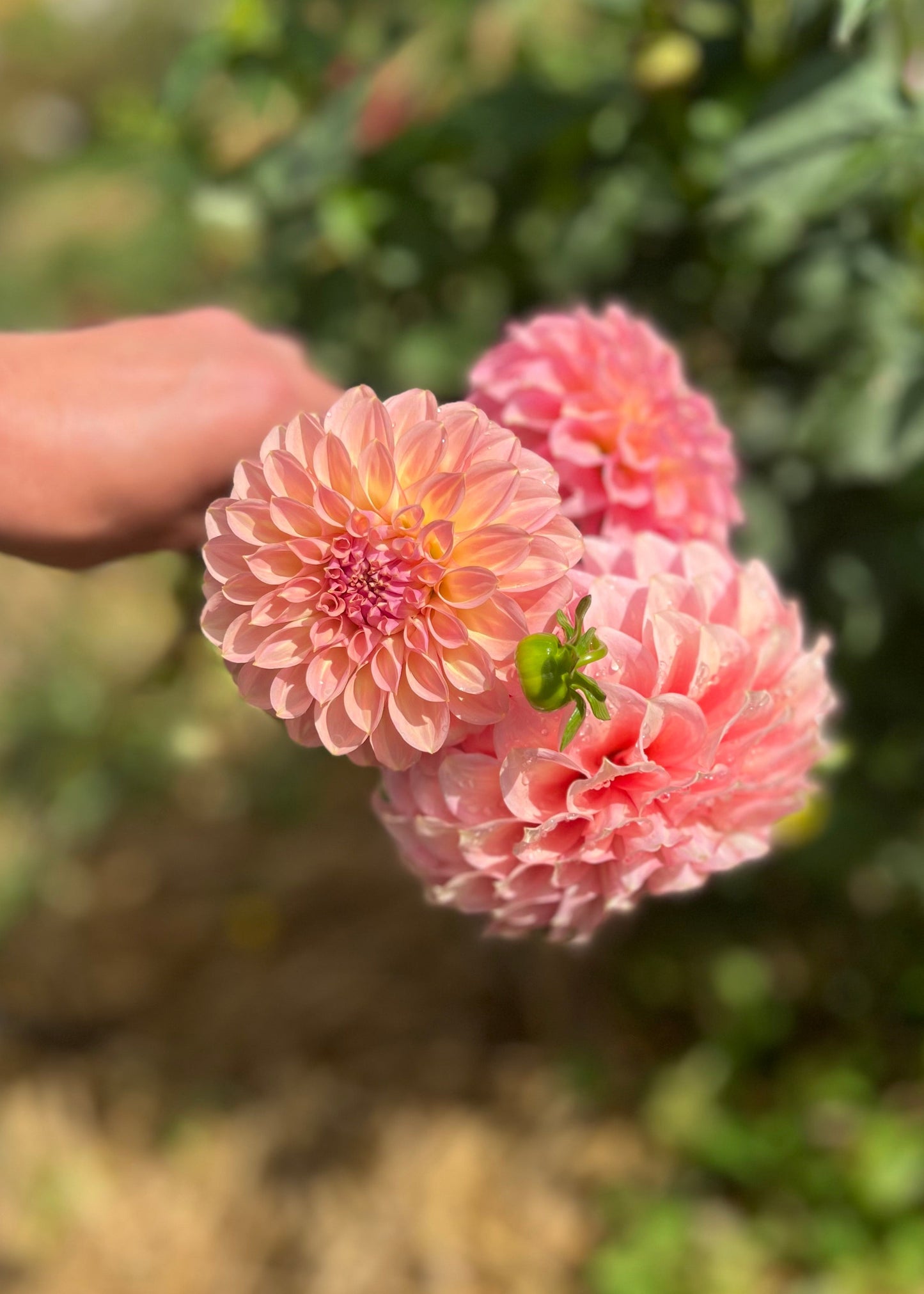 Dahlia 'Coorabell Jessie'