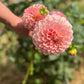Farmgate Bunches ~ Small Decorative Dahlias