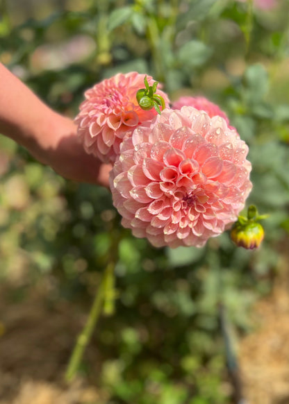 Farmgate Bunches ~ Small Decorative Dahlias