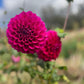 Dahlia 'Samoan Princess'