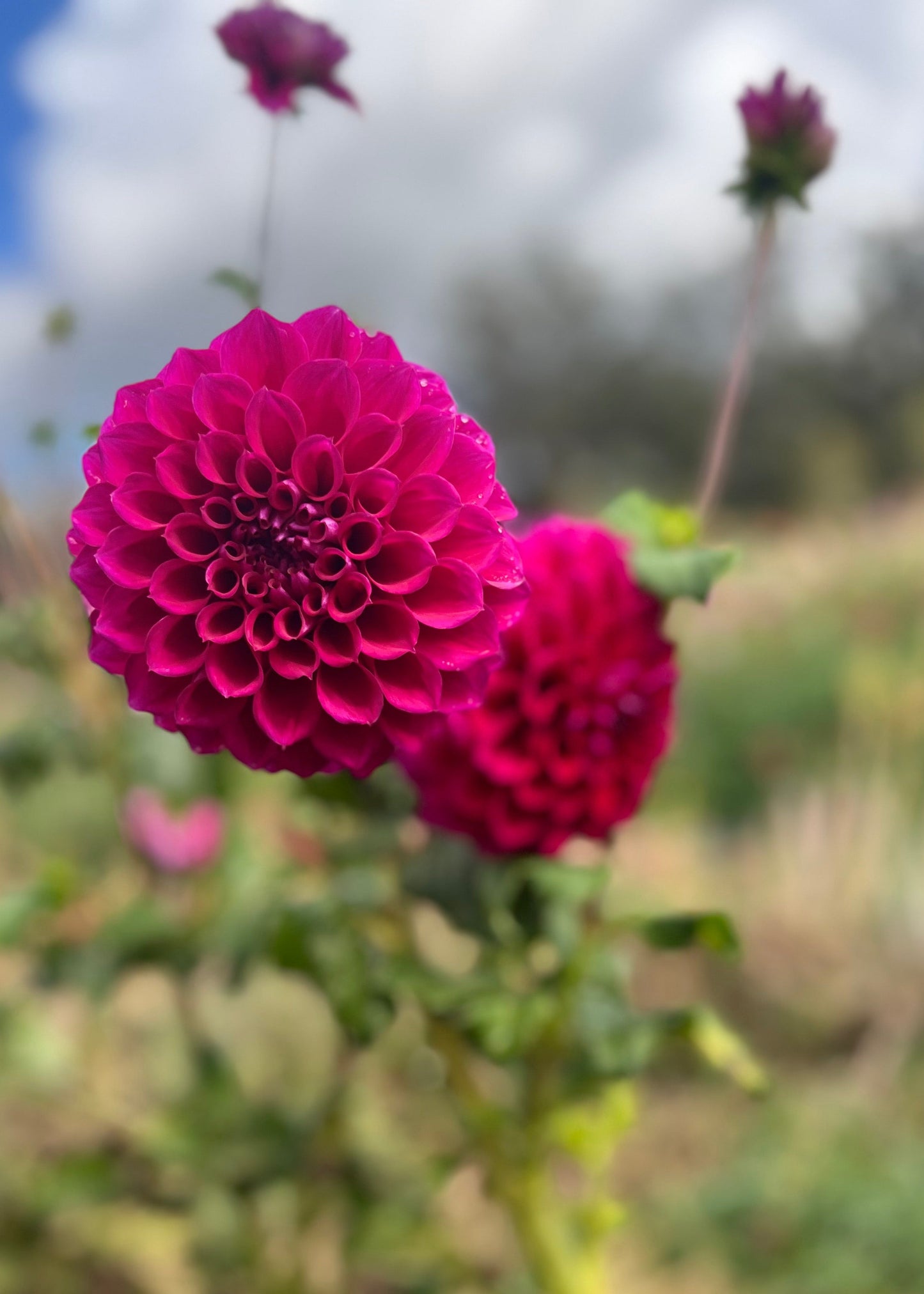Dahlia 'Samoan Princess'