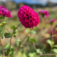 Dahlia 'Samoan Princess'