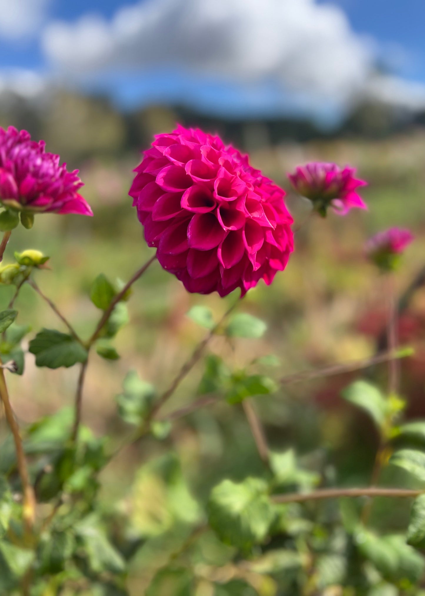 Dahlia 'Samoan Princess'