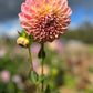 Dahlia 'Coorabell Mystery'