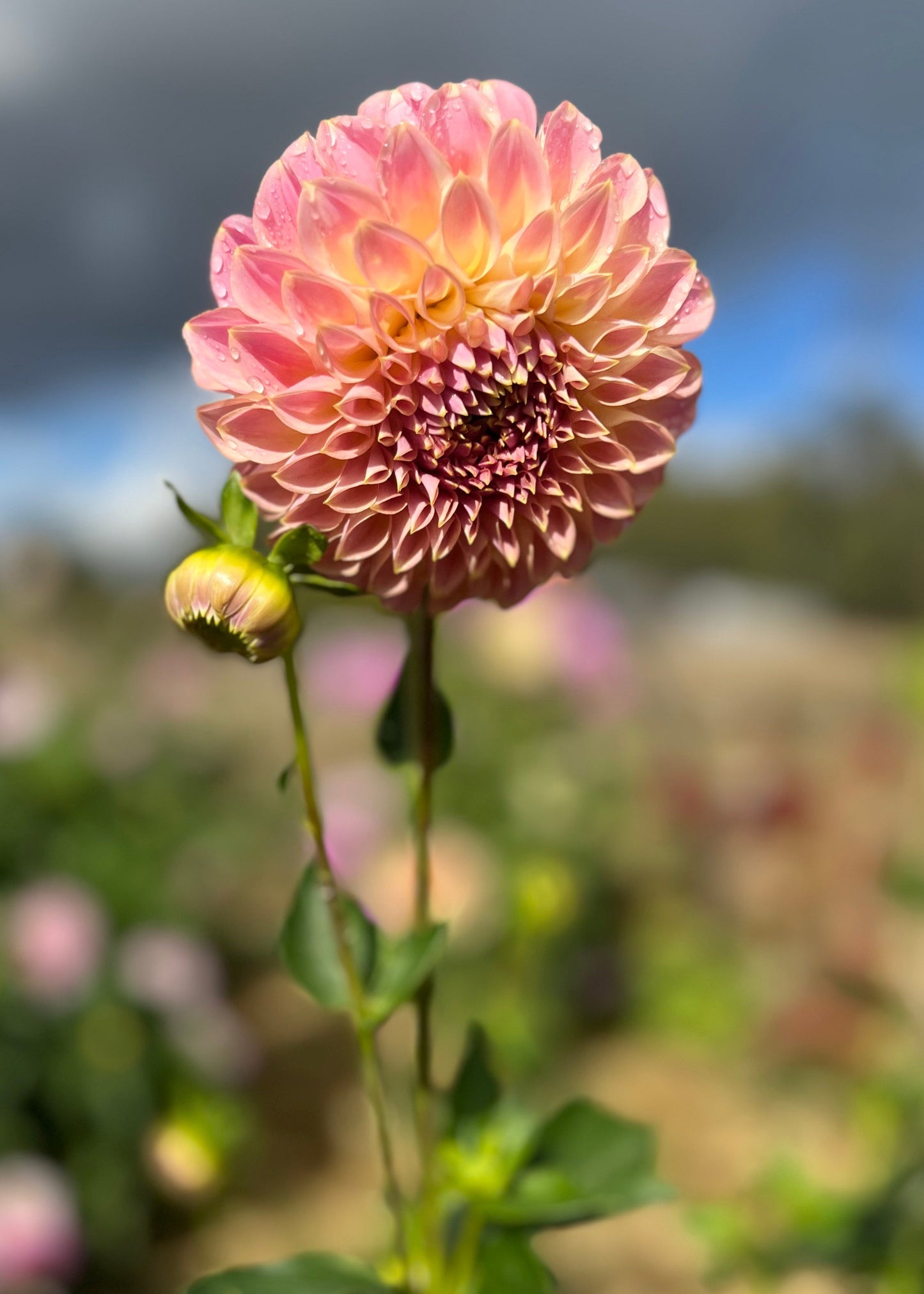 Dahlia 'Coorabell Mystery'