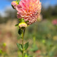 Dahlia 'Coorabell Mystery'